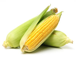  Corn (मकई)